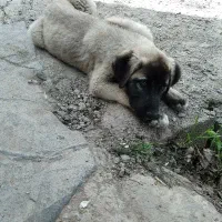 ماده نگهبان خوب