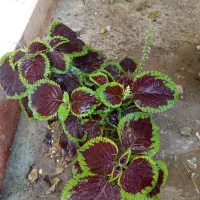 گل حسن یوسف|گل و گیاه طبیعی|بناب, |دیوار