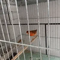 قناری سوخته نر ،جیبرنر،موزاییکی چهارگل دو جفت|پرنده|خرم‌آباد, |دیوار