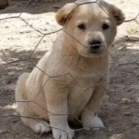 یک جفت توله نردرشت