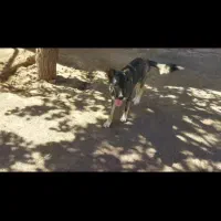 سگ توله خراسانی|سگ|پائین جام, |دیوار