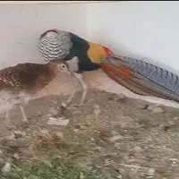 پرنده طاووس خانگی