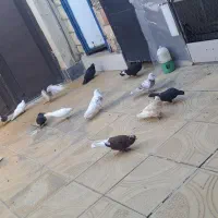 کبوتر نوک ریز