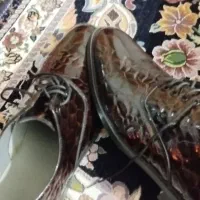 کفش مجلسی|کیف، کفش، کمربند|سراوان, |دیوار