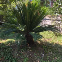 دو عدد سیکاس بزرگ