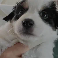 واگذاری توله سگ|سگ|تهران, امام حسین|دیوار