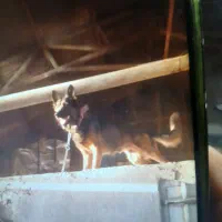 سگ گرگی|سگ|تهران, خزانه|دیوار