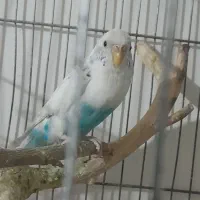 مرغ عشق|پرنده|سیرجان, |دیوار