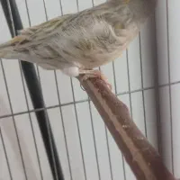 قناری مست|پرنده|بم, |دیوار