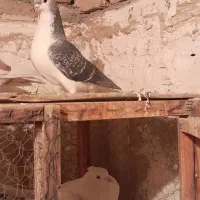 دوتا کبوتر رنگی جفت نر مست|پرنده|پاکدشت, پاکدشت (مامازند)|دیوار