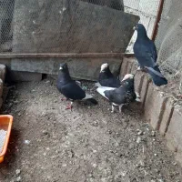 کبوتر|پرنده|بیرجند, |دیوار