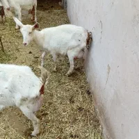 بز سانن. باکهره