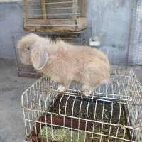 خرگوش لوپ اصل بالغ