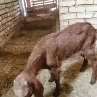 فروش کره ماده