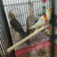 تعدادی عروس هلندی تازه دونخور رام