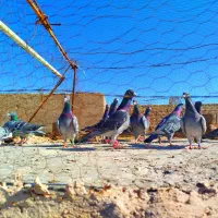 کبوتر پلاکی مسافتی