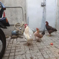 ۲عددخروس ومرغ اصیل