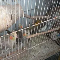 جوجه عروس هلندی و مرغ عشق