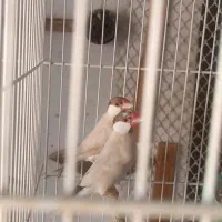 جفت نرگسی شکلاتی