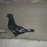 جوجه سینه نر
