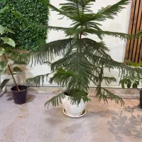 کلیه وسایل رستوران هم هم تکی وجمعی فروخته می شود