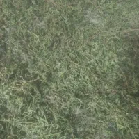 آویشن کوهی