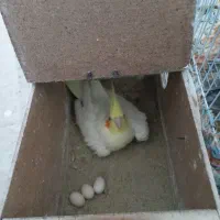 عروس وایت ولوتینو مولد|پرنده|تربت‌حیدریه, بازار|دیوار