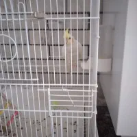 عروس هلندی لوتینو