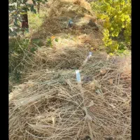 علوفه باغی خشک شده