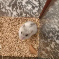 همسر کوچیک نژاد خارجی وارداتی|موش و خرگوش|قرچک, میرزائی شمالی|دیوار