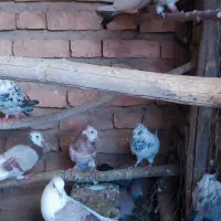 کبوتر|پرنده|بافت, |دیوار