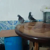 کبوتر رنگی ریش و مسافتی اهوازی چاپی وانروی اردن|پرنده|گرگان, |دیوار