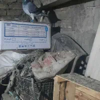 کبوتر قلدور مسافتی|پرنده|گرگان, |دیوار