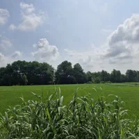 برنج مرغوب فریدونکنار