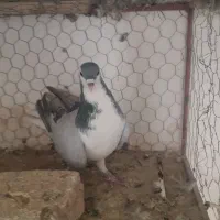 کفتر دمگیر|پرنده|اصفهان, سرچشمه|دیوار