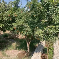 فروش فوری باغ|فروش خانه و ویلا|جوادآباد, |دیوار