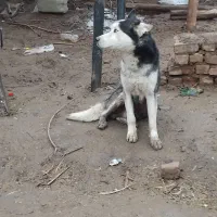 سگ هاستینگ نر معاوضه