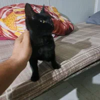 گربه خانگی|گربه|تهران, آذربایجان|دیوار