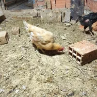 مرغ محلی اصل زیر مرغی