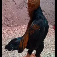 مرغ خروس کوشامو آلمانی لاری مینیاتوری