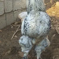 خروس برهما ۷ و۸ ماهه