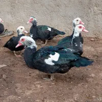 اردک اسرائیلی