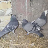 کفتر مسافتی