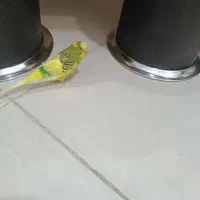 مرغ عشق|پرنده|سیرجان, |دیوار