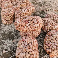 پیاز محلی بلبان آباد ۷تن|عمدهفروشی|موچش, |دیوار