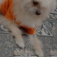 واگذاری رایگان