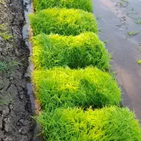 توم هاشمی ۲۰۰ تومن میانبر