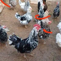 تخم مرغ گلین نطفه دار|حیوانات مزرعه|نجف‌آباد, مزرعه طالب|دیوار