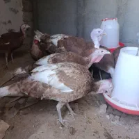 مرغوبقلمون