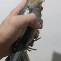 عروس هلندی|پرنده|بجنورد, |دیوار